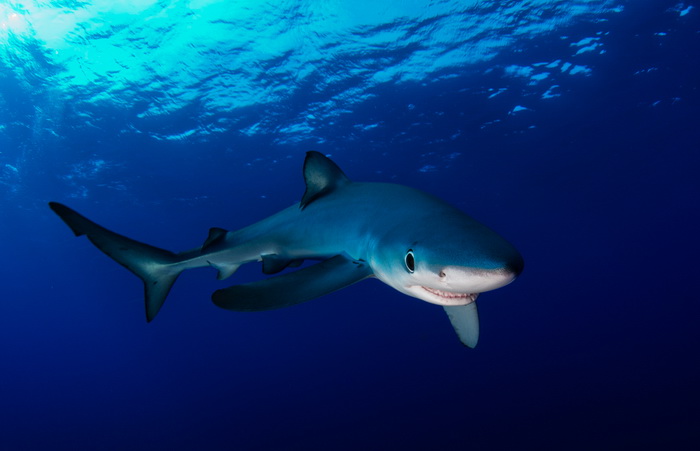 10 самых опасных акул в мире