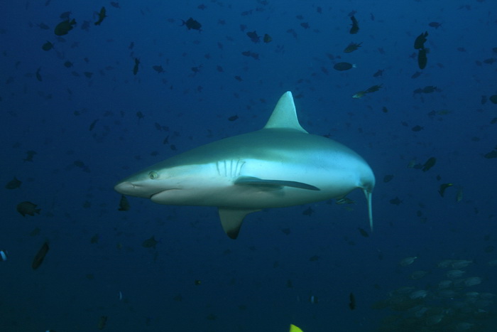 10 самых опасных акул в мире