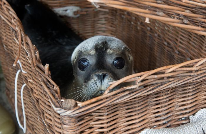 В немецком городе Норддайх спасают тюленей