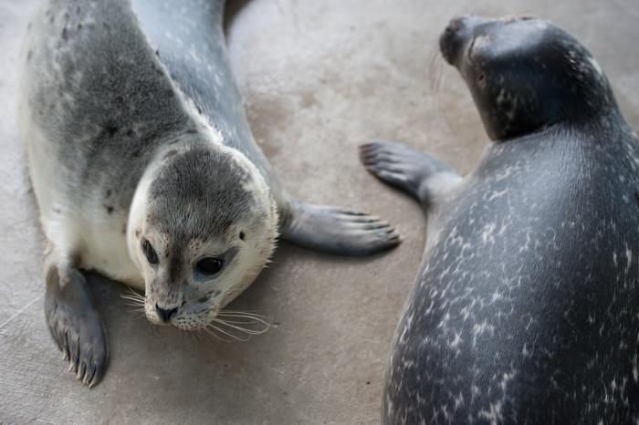 В немецком городе Норддайх спасают тюленей