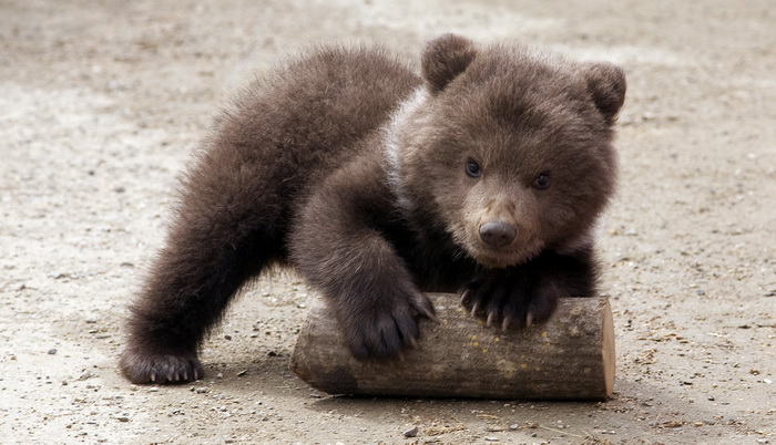 Медвежонок. Фото: DANIL SEMYONOV/AFP/Getty Images 