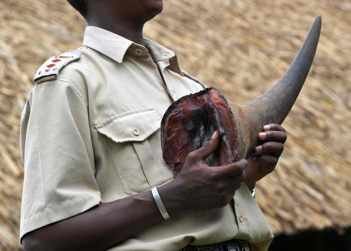 Для борьбы с браконьерством в рога носорогов имплантируют микросхемы. Таким образом Всемирный фонд дикой природы, финансирующий это мероприятие, и власти страны намерены ликвидировать преступный бизнес. Фото: ROBERTO SCHMIDT/AFP/Getty Images