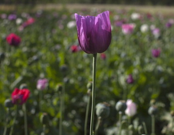 Выращивание опиумного мака для афганских крестьян - дело прибыльное. Фото: Paula Bronstein/Getty Images