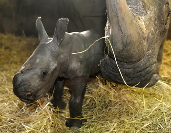В зоопарке Магдебурга родился детеныш редкого черного носорога