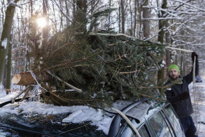 Мужчина привязывает новогоднюю ёлку к своему автомобилю, после того как сам выбрал и срубил её в лесу 8 декабря 2012 г. в Фишбахе, Германия. Фото: Joern Haufe/Getty Images