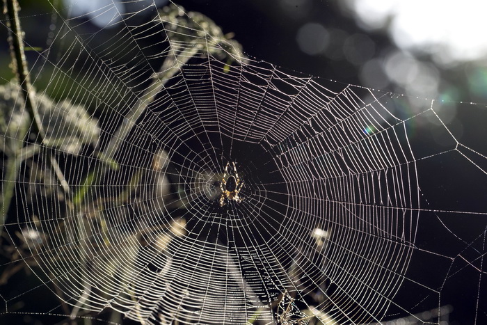 В штате Орегон обнаружен новый вид пауков