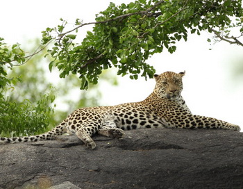 В Приморье создан Национальный парк «Земля леопарда»