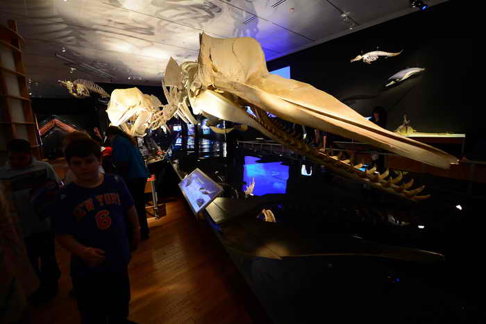  Выставка «Гиганты глубин» впервые открылась в Музее естествознания в Нью-Йорке.  Фото: EMMANUEL DUNAND/AFP/Getty Images