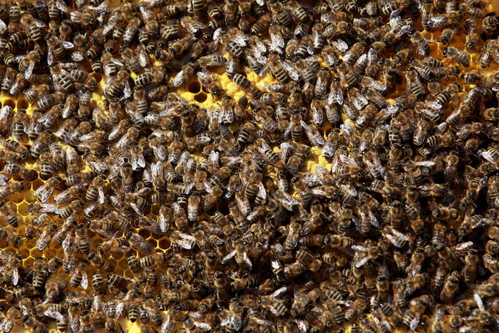 Пчёлы гибнут от применения в сельском хозяйстве химических веществ