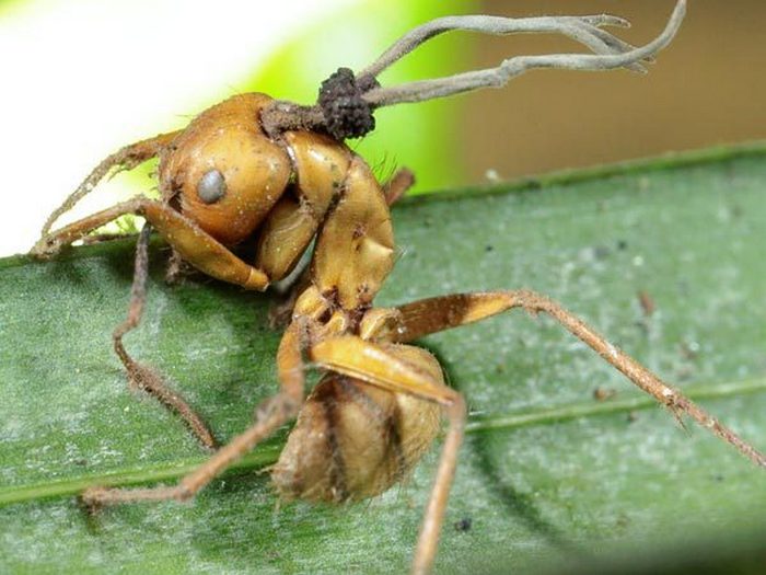 Учёные собирают средства для исследования муравьёв-зомби