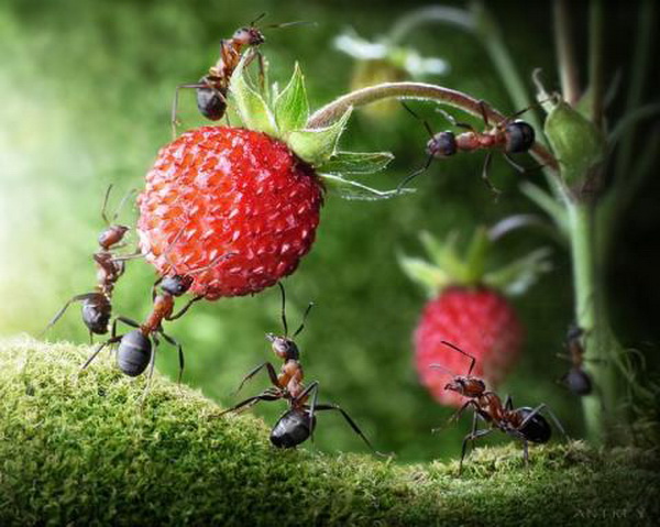 Жизнь  муравьев. Фото: news.zhengjian.org