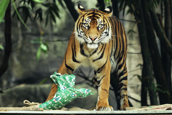 Рождественские подарки для животных зоопарка в Австралии