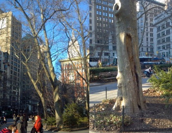 Хотя дерево (на снимке слева) хорошо растёт и биологически сильное, крупный план справа показывает его структурные слабости. Фото: Brad Gurr