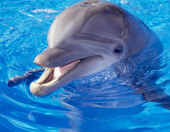 Права дельфина и человека уравняются. Фото: Getty Images