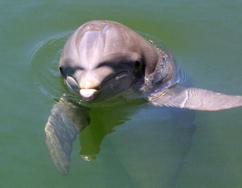Дельфин. Фото: Getty Images