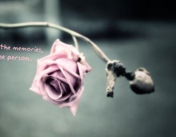 Серая роза – эмблема печали. Фото с сайта wallpapers.99px.ru