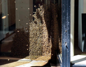 Рой пчёл напал на туристов