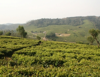 Индийские чайные плантации. Фото: epochtimes.com