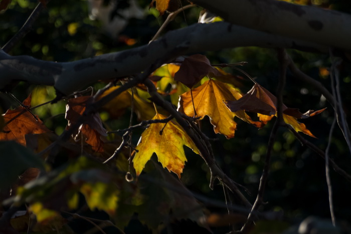 Осень, птицы, Японский уголок. Фото: Хава Тор/Великая Эпоха (The Epoch Times)