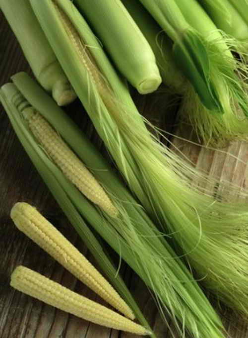Детское зерно (кукуруза) — обычное зерно, которое собрано до опыления растения. Фото: Shutterstock*