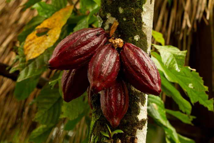 Высушенный тонизирующий шоколадный боб, растущий в стручке какао. Фото: Shutterstock*