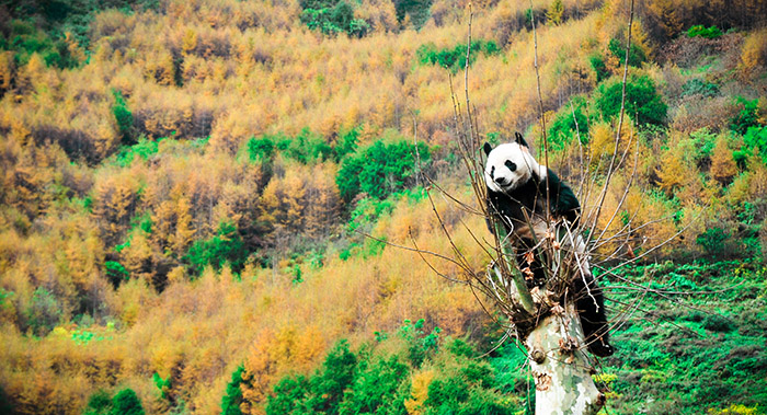 Совсем недавно исследователи обнаружили мощный антибиотик в крови гигантских панд и надеются, что это открытие позволит человечеству достойно ответить на возрастающие амбиции патогенного микромира. Фото: STR/AFP/Getty Images