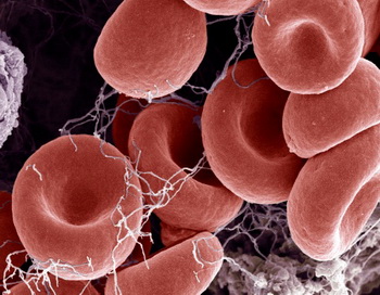 Две новые группы крови открыли учёные. Фото: STEVE GSCHMEISSNER/SPL/Getty Images