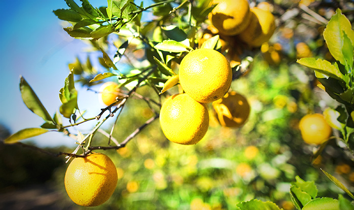 Настоящий витамин С, который содержится во фруктах и овощах отличается от синтезированной аскорбиновой кислоты. Он представляет собой цельный комплекс, в который входит множество компонентов. Фото Matt Stroshane/Getty Images