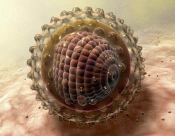 Препарат может проникать в клетку, где находится вирус гепатита, и выводить его в кровь. Фото: MedicalRF.com /Getty Images