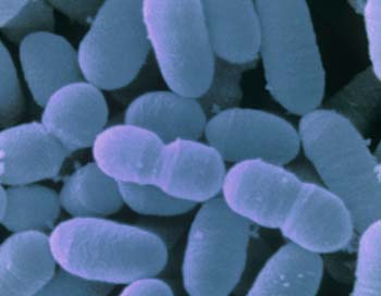 6 главных мест организма, где «расквартированы» полезные микробы