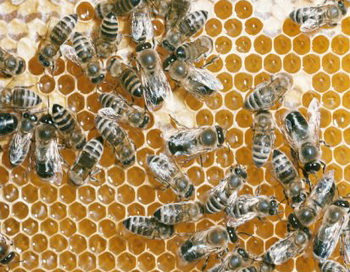 Маточное молочко – продукт жизнедеятельности пчел, который обладает удивительными свойствами. Фото: Peter Arnold/Getty Images