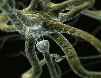 Действительно ли не восстанавливаются нервные клетки?