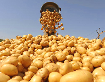 Картофель признан самым богатым источником витаминов. Фото: SAM PANTHAKY/Stringer/AFP/Getty Images