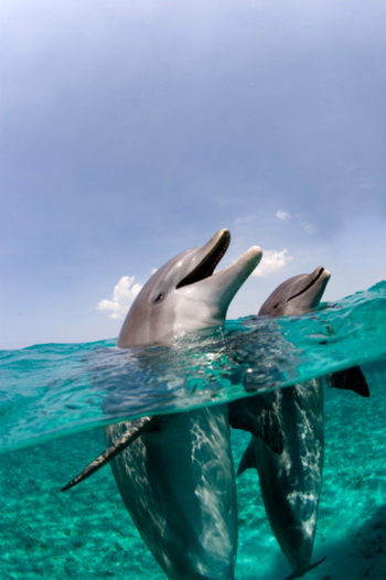 Кажется невероятным, но использовать эхолокацию люди могут, в общем-то, так же, как ею пользуются животные, вроде летучих мышей или дельфинов. Фото: Stephen Frink/Getty Images