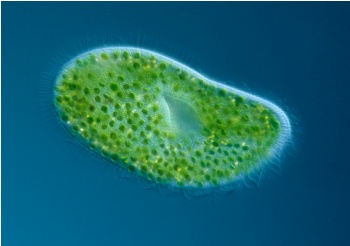 Хлорелла – сверх полезная зеленая водоросль