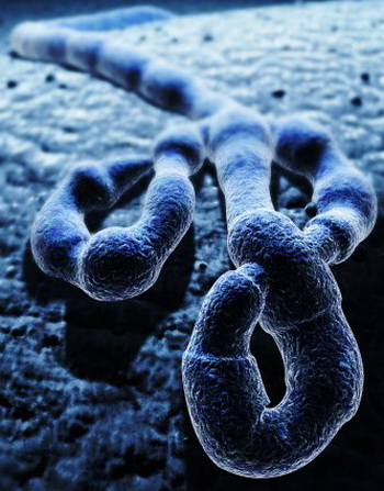 Вирус Эбола принадлежит к семейству Filoviridae (филовирусов) и имеет пять различных видов: Заир, Судан, Кот-дИвуар, Бундибуджио и Рестон. Фото: 3D4Medical.com/Getty Images