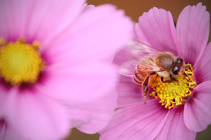 Яд пчёл содержит множество биологически активных веществ, которые относятся к различным группам химических веществ. Фото: Dan Kitwood/Getty Images
