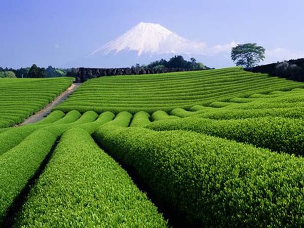 Сочетание кофеина и чайной аминокислоты теанина взаимно усиливают эффекты. Фото: Toyofumi Mori/Getty Images 