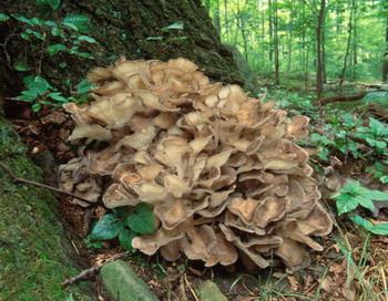 Лукошко противоопухолевых грибов: мейтаке, рейши, шиитаке и кордицепс