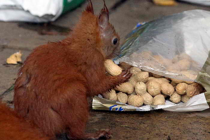 Орехи защищают от лишнего веса и от сердечных заболеваний. Фото: WOLFGANG KUMM/AFP/GettyImages 