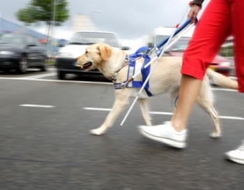 Тем, кто освоит навыки эхолокации, не потребуются услуги собак-повыдырей. Фото: altrendo images/Getty Images