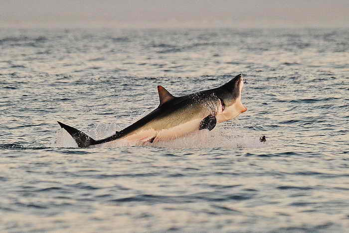 Большая белая акула выпрыгивает из воды во время охоты. Фото: CARL DE SOUZA/AFP/Getty Images