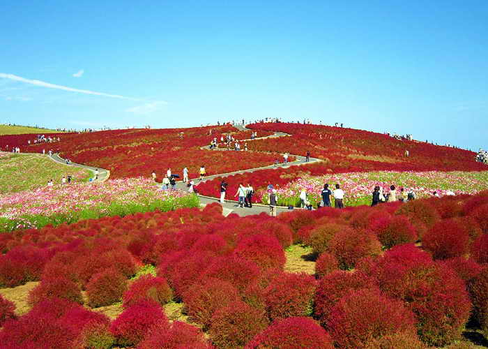 К началу осени кохия в японском парке Хитачи меняет цвет на пурпурно-красный. Фото: cyber0515/flickr.com