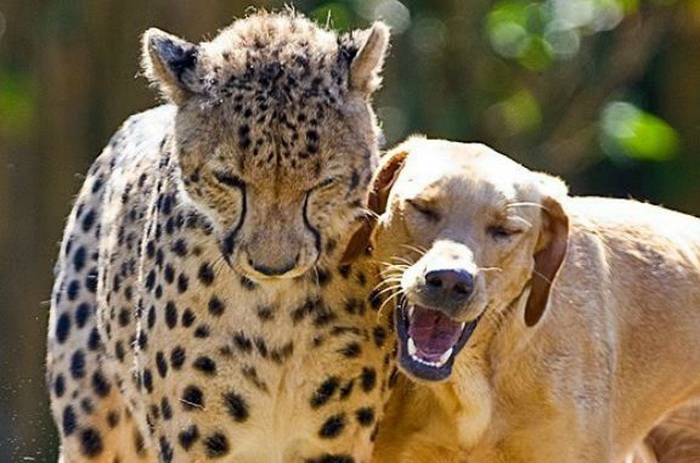 Необычная, трогательная дружба порой возникает среди животных