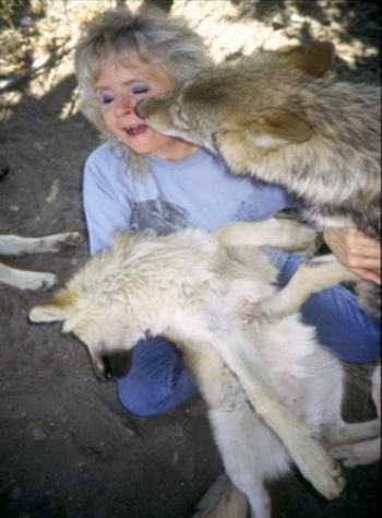 Нэнси Тэйлор, владелец Wolf People, играющая с волками. Фото предоставлено Джоном Кристофером Файном