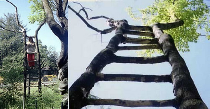 Дерево-лестница Акселя Эрландсона. Фото с сайта wikimedia.org