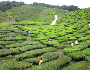 Китайские чайные плантации. Фото: Lilly Wang, ET staff