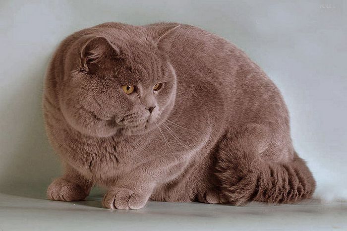 Британский толстый кот. Фото с сайта images.yandex.ru.