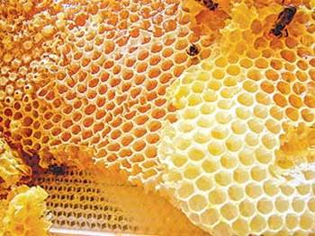 Цикличность развития пчеловодства в России