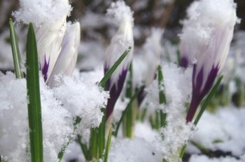 Приход весны. Фото с сайта segodnya.ua